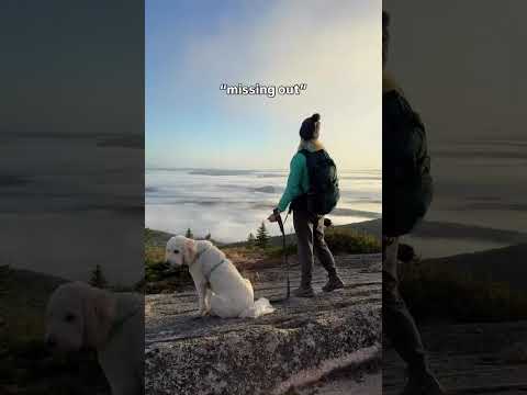 Don't Miss Out on Moments Like These - Use FidoAlert to Protect Your Pets!