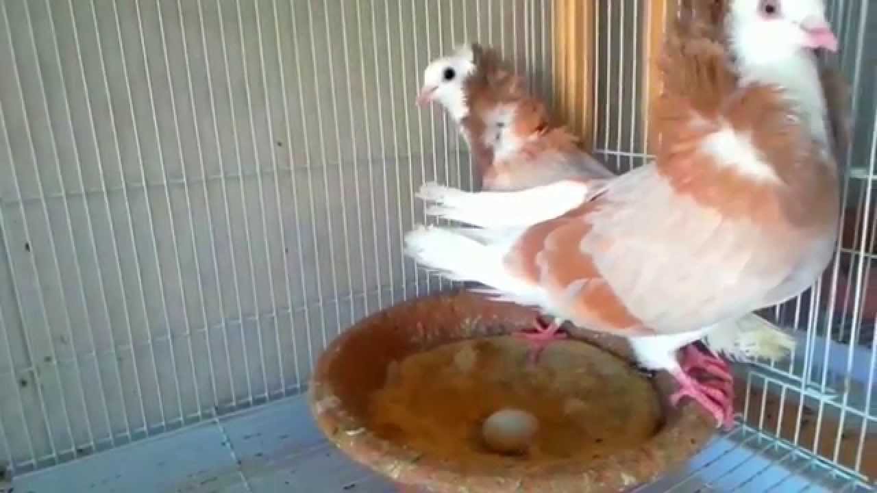 تربية الحمام حمامة الكابيتشو كريمي بار Capitchou Caream Bar Pigeon