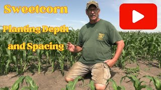 Sweetcorn Planting Depth And Spacing