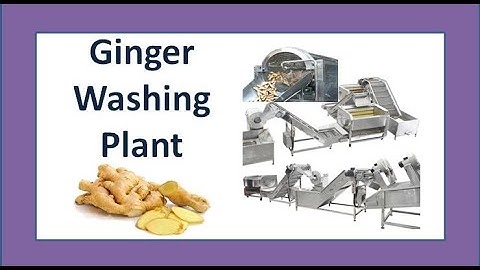 Ginger washing Industrial plant