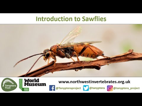 Introduction to UK Sawflies