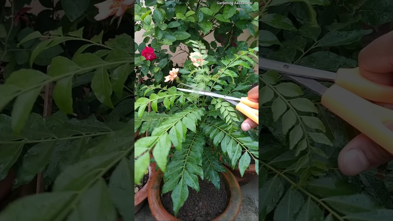 😯Curry patta पत्तों से भर जाएगा || curry leaves ki growth kaise badhaye