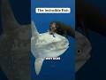 Ocean Sunfish Explained #science #shorts