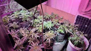 The HillbillyI Indoor Grow is on its own