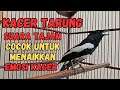 PANCINGAN KACER TARUNG SUARA TAJAM COCOK UNTUK MENAIKKAN EMOSI KACER, PANCINGAN KACER AMPUH ON