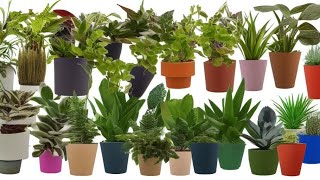 The Rarest Houseplants You've Never Seen Before!
