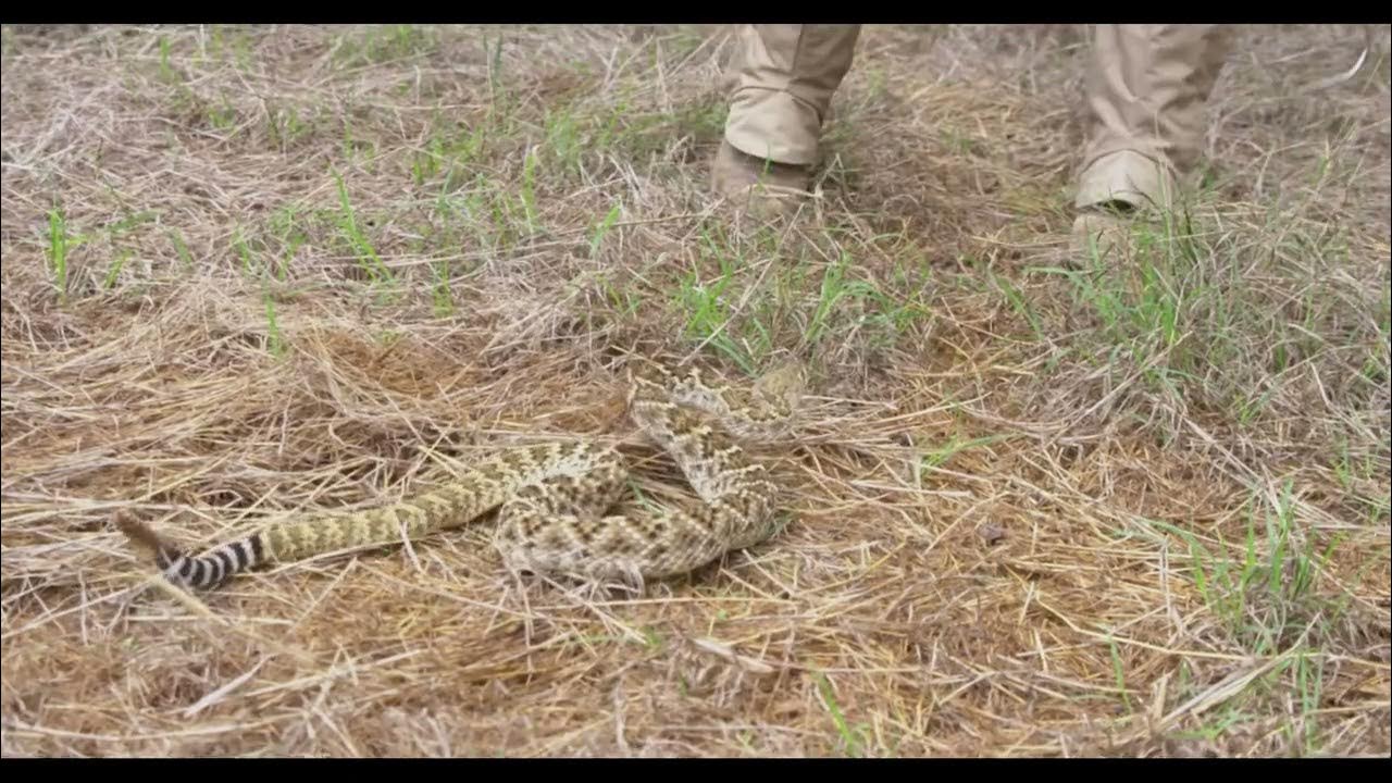 The truth about Rattlesnakes! YouTube