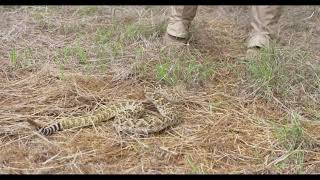 The truth about Rattlesnakes!