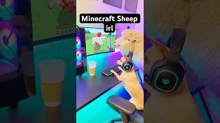 Minecraft Sheep irl #funnydogs #viralshorts #baxter  #gaming
