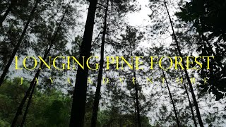 THROUGH THE PINE FOREST TREATING THE LONGING