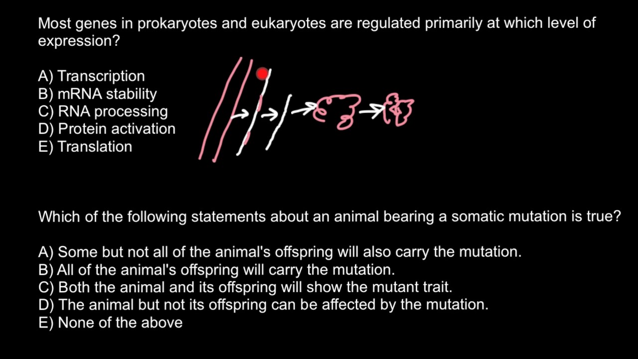 Gene regulation YouTube