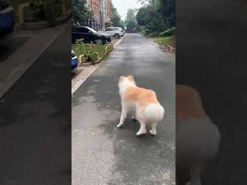 And that's how you teach discipline to your toddler! Ep 6 | Pet Dog Relax #shorts - YouTube