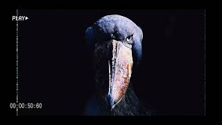 h6itam - FUNK OSCURO SUPERSLOWED