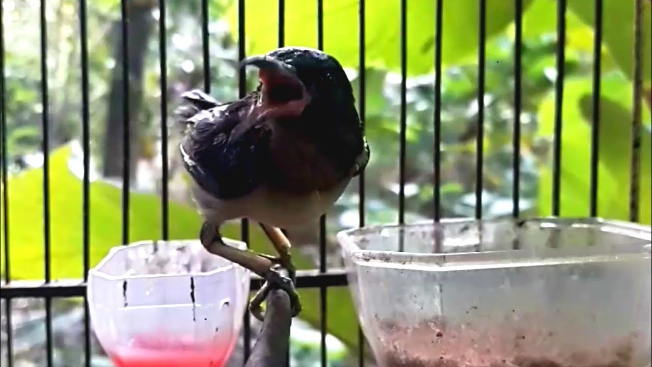 BURUNG KOLIBRI KELAPA BUKA SUARA BESET PLONG.TARIKAN MANTAP 