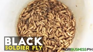 Black Soldier Fly : Black Soldier Fly Larvae System | Agribusiness Philippines