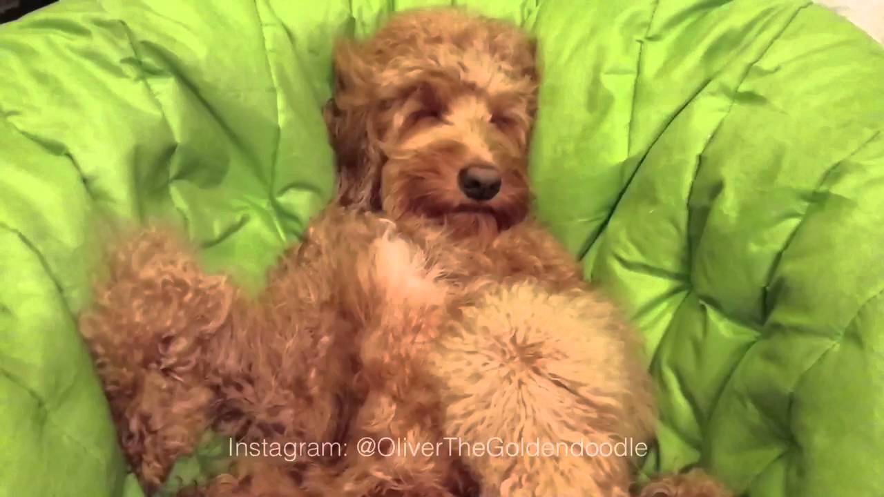 Dog loves the blow dryer YouTube