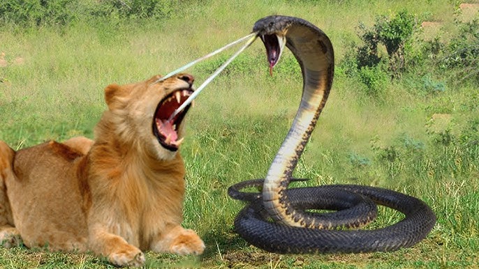 Dangerous! Cobra Kills Lion With Powerful Venom Bite After Being Provoked By Lion Cubs - YouTube