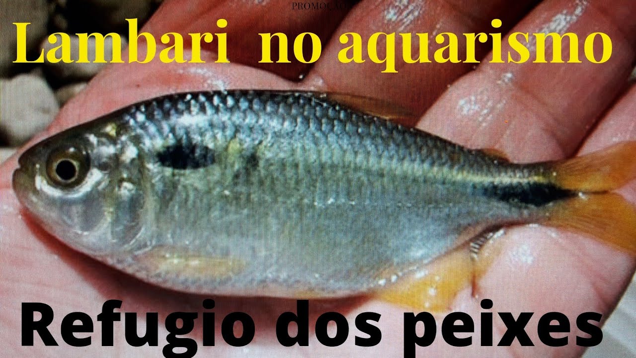 Lambari do rabo amarelo no aquarismo crescimento rapido incrivel e suas ...