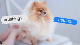 Simple Hacks To Brush A Dog That Hates Being Brushed | Grooming Tips