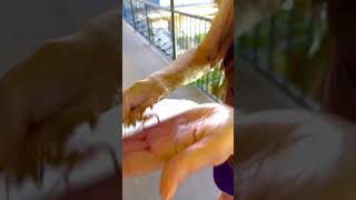 Preyingmantis and ma #preyingmantis