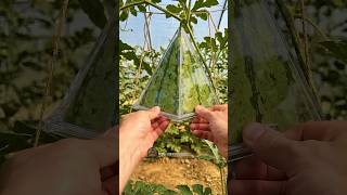 How to grow Triangle watermelon at home 🍉✨ #GardenHacks