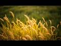 Ambient Bliss for Enhanced Work Performance