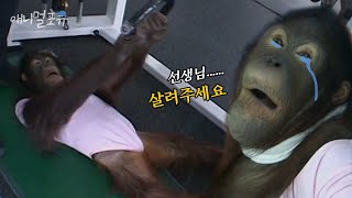 내가 비만..?! 옷이 안 맞기 시작한 오랑이의 다이어트 도전 💪 | KBS 주주클럽 071021 방송