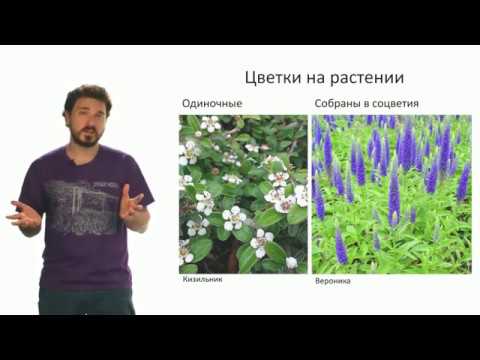 Ботаника. Соцветие (Вислобоков Н. А.)