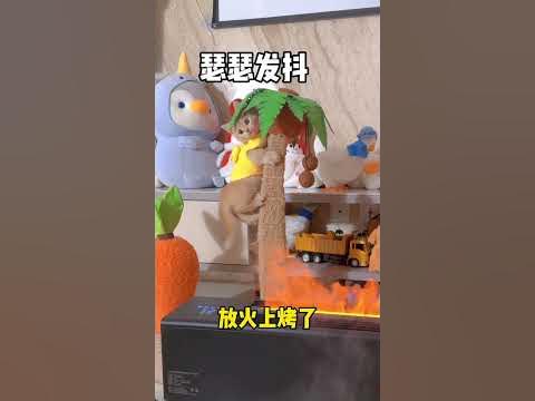 【獨生子的日常】小黄喝醉的后续来了#铲屎官的乐趣 #小奶猫 #有镜头感的小猫