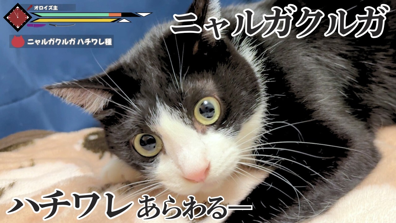 【おもしろ猫】２体も出現!!ハチワレニャルガクルガ【モンハン】【今日のオロイズ】