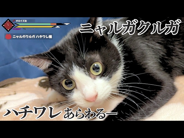 Funny Cat] Two Hachiware Nyarugakuruga appear! [Monster Hunter