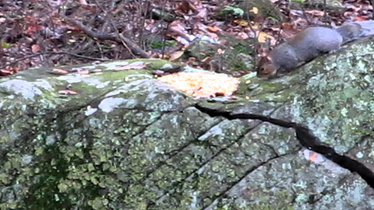 pellet gun hunting YouTube