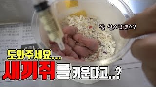 제가'새끼쥐' 아빠가 된것 같습니다.어떻게 해야할까요???[정브르]