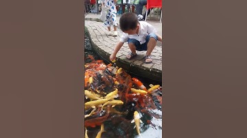 Bé đi Cafe cá Koi