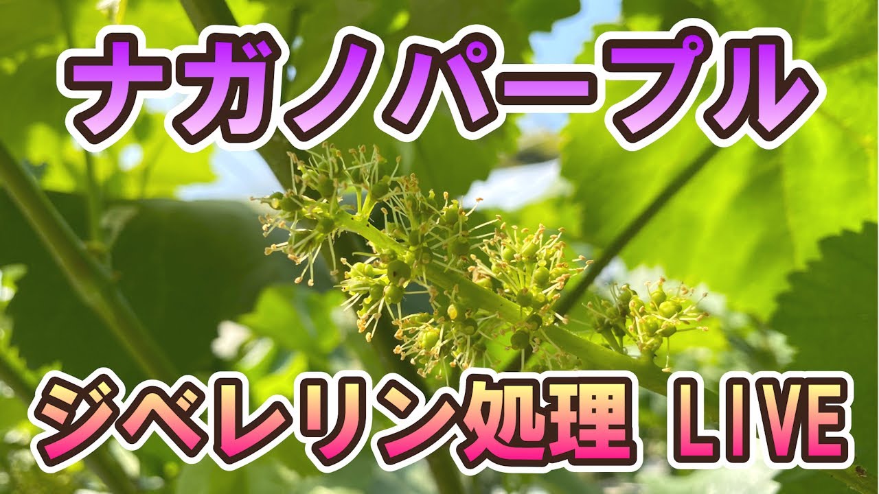 【ぶどうの育て方】ナガノパープルのジベレリン作業をお見せします！