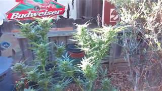 CERES KUSH  WEEK 4  SEVEN LEAF GENETICS THE BIGKUSH LAT 33 COASTAL CALIFORNIA