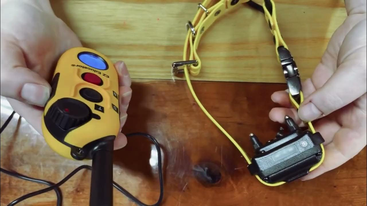 EZ Educator 900 3 Dog System - YouTube