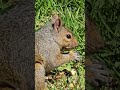 Great side view of squirrel #short #squirrel #squirrelwatching