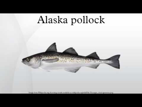 pollock alaska