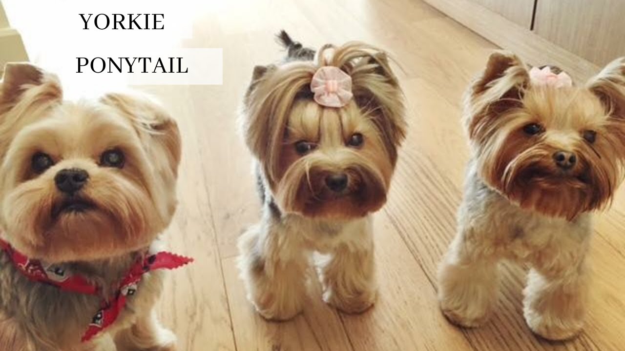 8 Best Yorkie Short Haircuts ideas | yorkie, yorkie puppy, yorkshire terrier  puppies