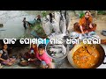 ଗାଁ ପୋଖରୀରୁ ଧରା ହେଲା ମାଛ l ହେଲା Fish fry masala 😋