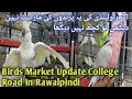 Rawalpindi college road birds market  pak birds gallery