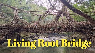 Living Root Bridge | Amazing Nature | #livingrootbridge #nature #mawlynnong