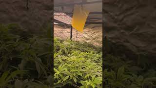 Elo 420 