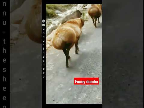 Walk Turkish Dumba Animals Funny 
