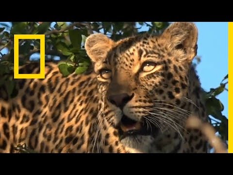 فيديو: أشبال الفهد في الظروف الطبيعية وفي الاسر