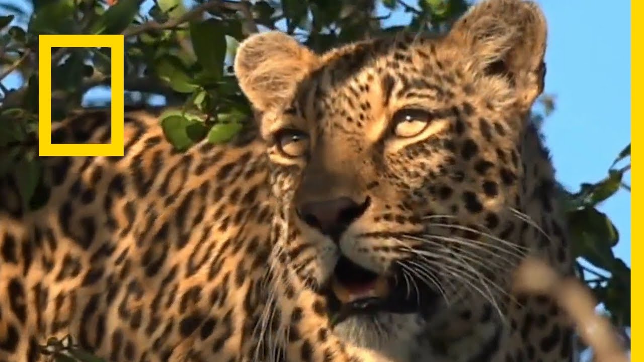 مملكة الفهود | أسبوع القطط الكبيرة | ناشونال جيوغرافيك أبوظبي