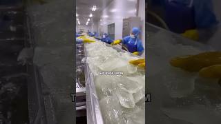 How Fevicol Became India’s Most Trusted Glue