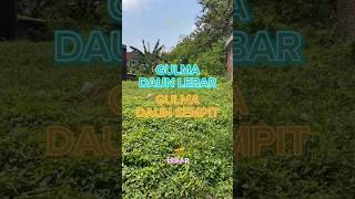 PEMBASMI RUMPUT AMPUH GRAMOXON🚫⛔️ #herbisida #pembasmirumput #pembasmigulma #gramoxone
