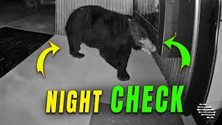 Curious Bear Checking House’s Backyard During the Night